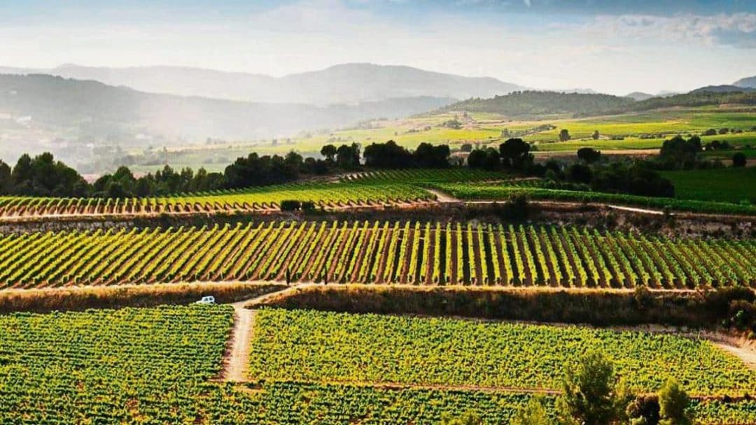 Caminos entre viñas en plena tierra del cava