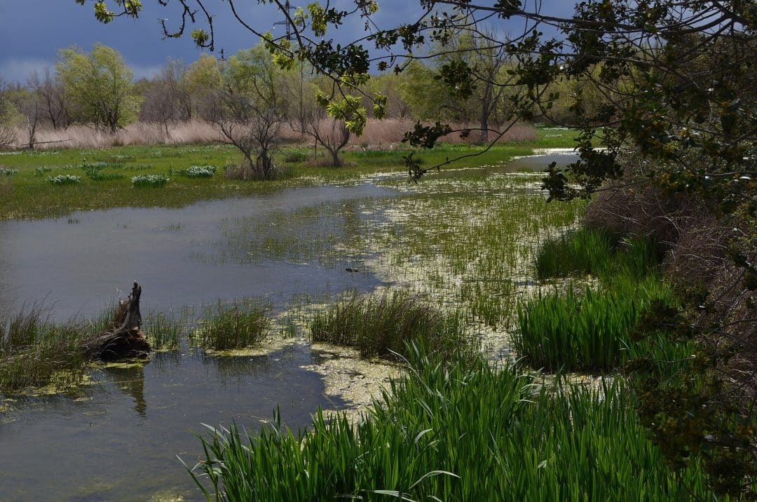 Los humedales de los Aiguamolls de l'Empordà