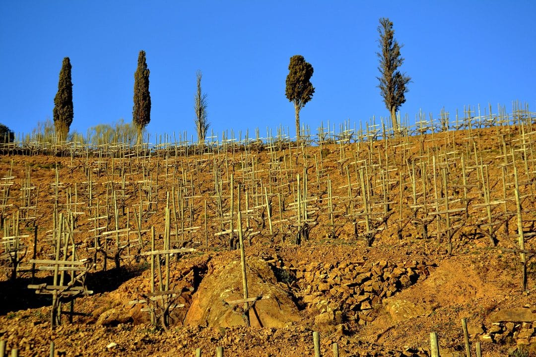 Vineyards of the Priorat around Gratallops