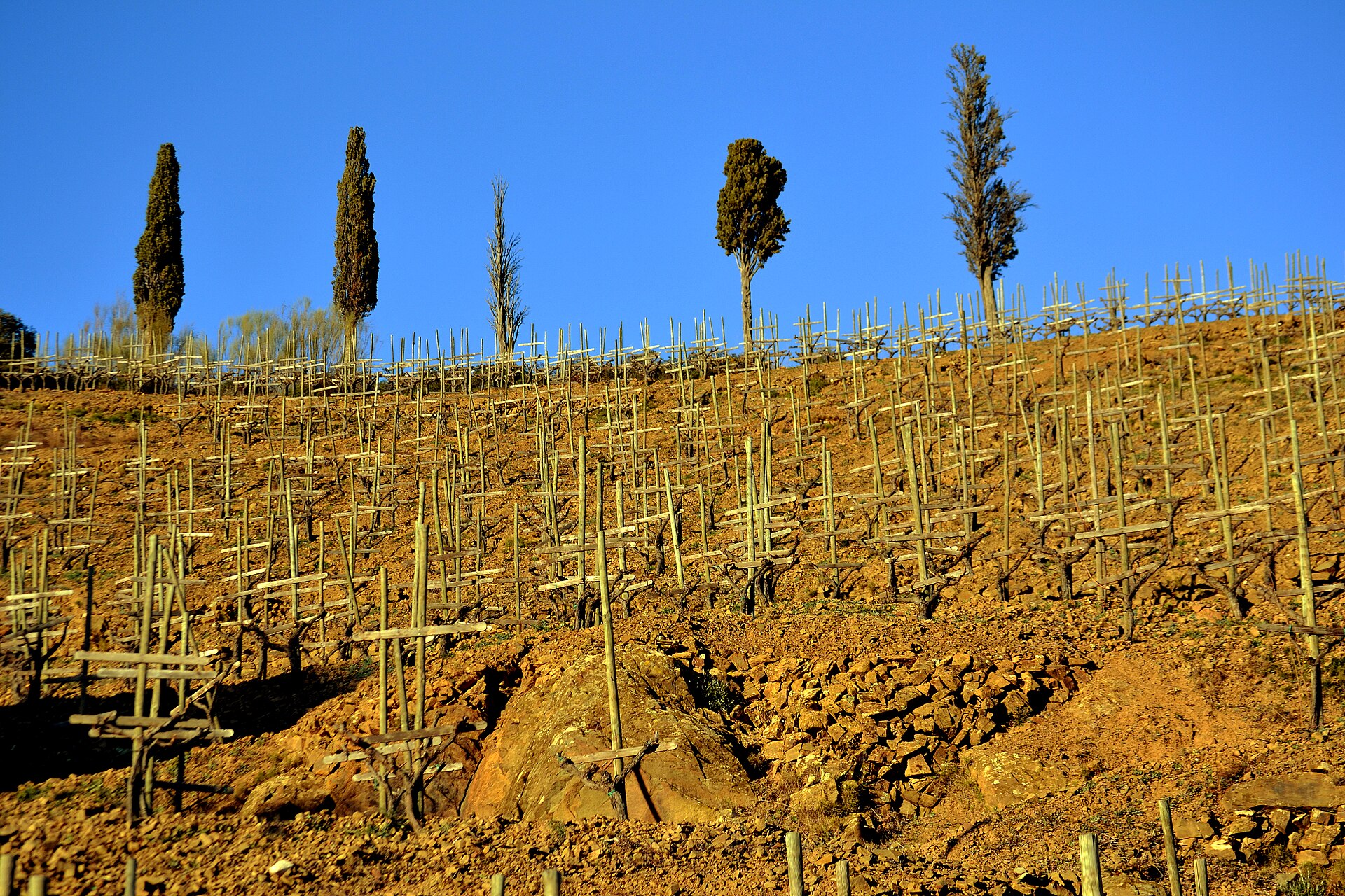 Terraced vineyards in Gratallops, Priorat